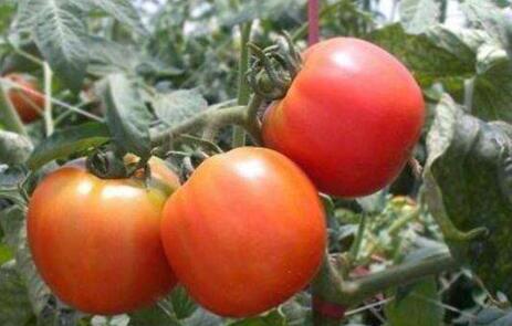 西红柿的减肥功效，吃一周西红柿减肥20斤